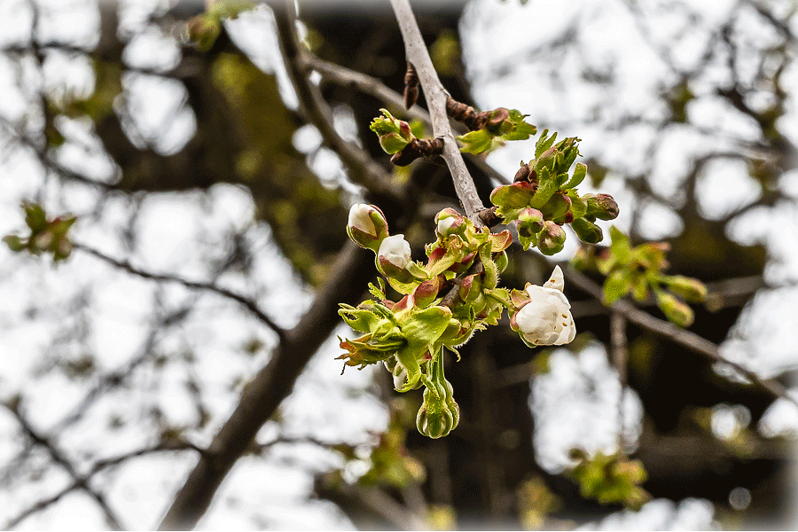 Unser Kirschenbaum beginnt zu blühen - 26. März 2023 - Foto: JoSt © 2023